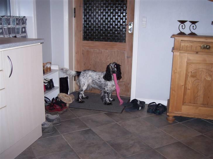 Cocker spaniel Sasha Larsen billede 13