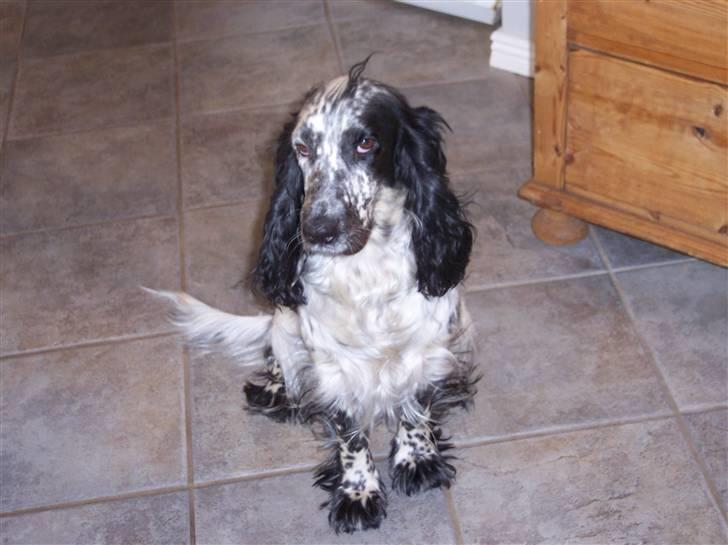 Cocker spaniel Sasha Larsen billede 14