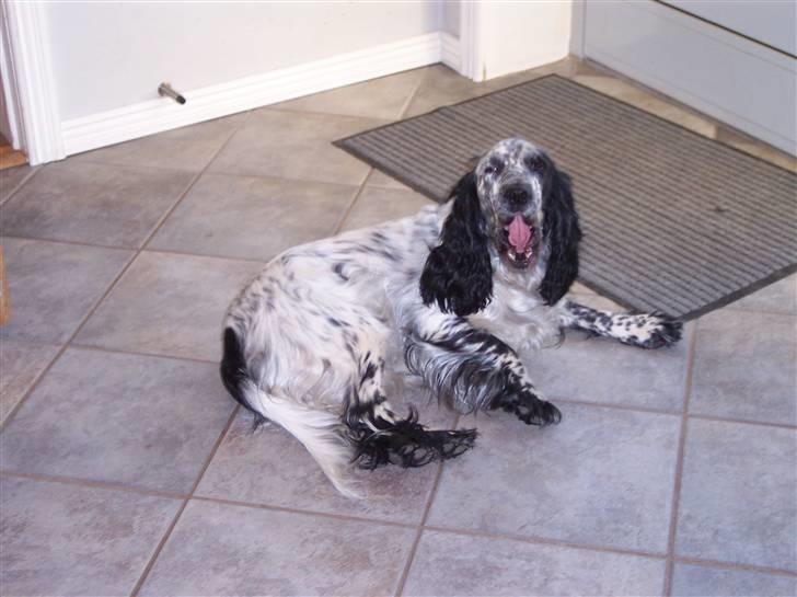 Cocker spaniel Sasha Larsen billede 15