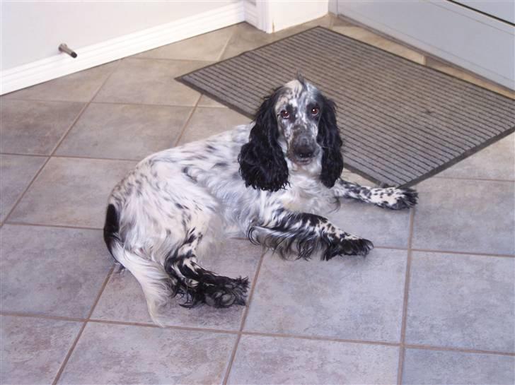 Cocker spaniel Sasha Larsen billede 16