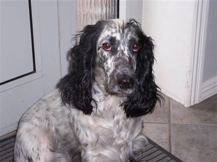 Cocker spaniel Sasha Larsen billede 17