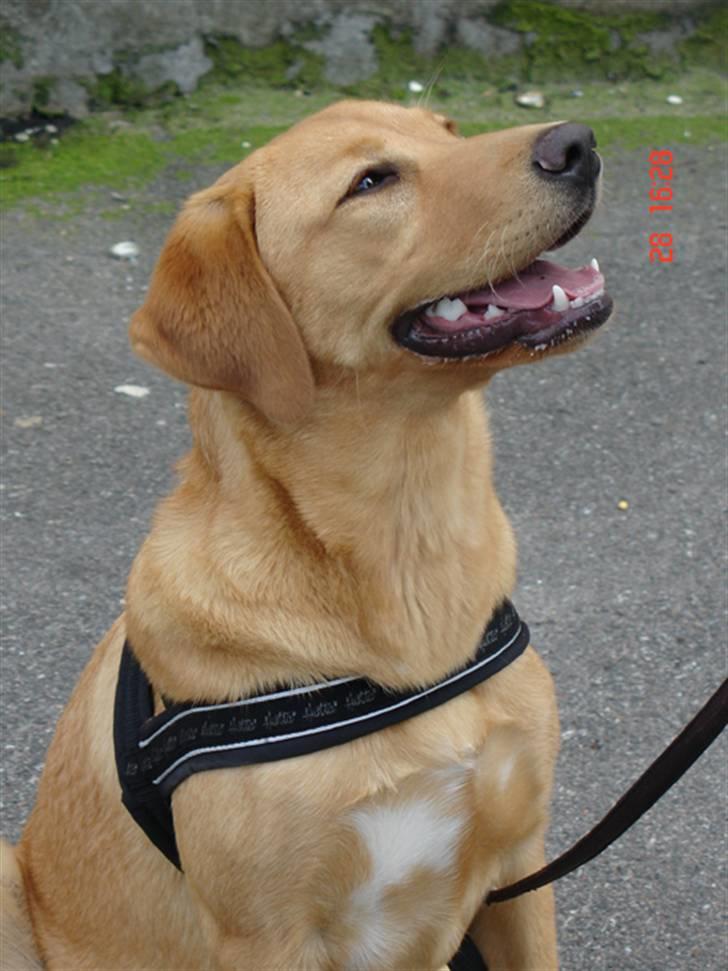 Labrador retriever Tyra - Aj hvor himlen er smuk idag! billede 15