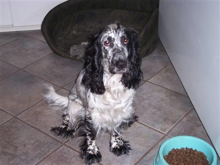 Cocker spaniel Sasha Larsen billede 18