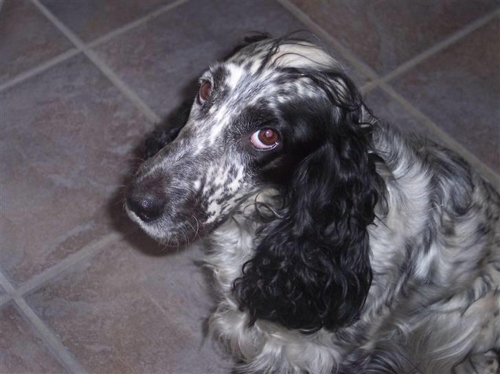 Cocker spaniel Sasha Larsen billede 19