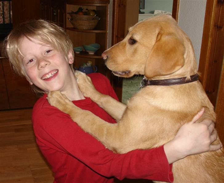 Labrador retriever Tyra - Hun ville bare give mig en krammer :) billede 16