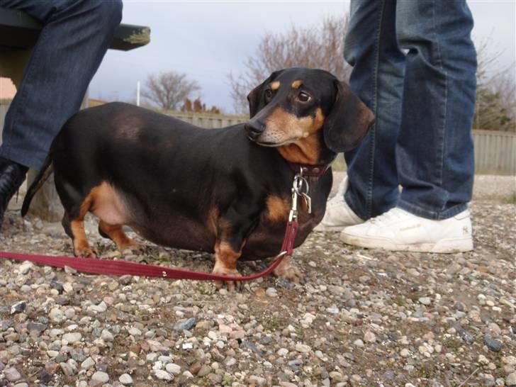 Gravhund åmosen claudia aka Emma billede 6