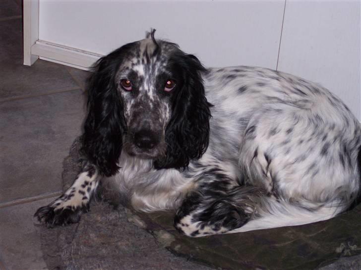 Cocker spaniel Sasha Larsen billede 20