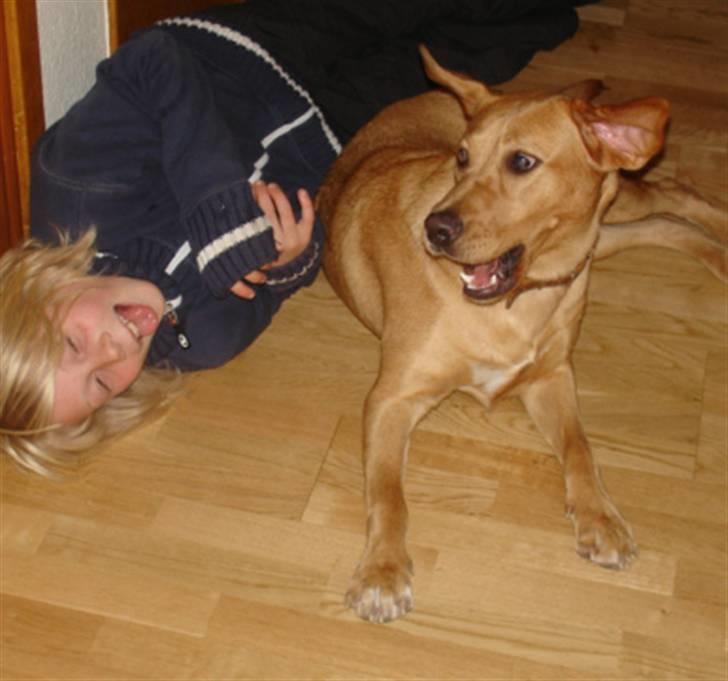 Labrador retriever Tyra - Jeg tror hun puttede for meget voks omkring ørene... billede 17