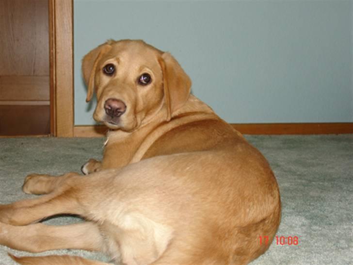 Labrador retriever Tyra - Nå, endelig fik jeg hende til at kigge. billede 18