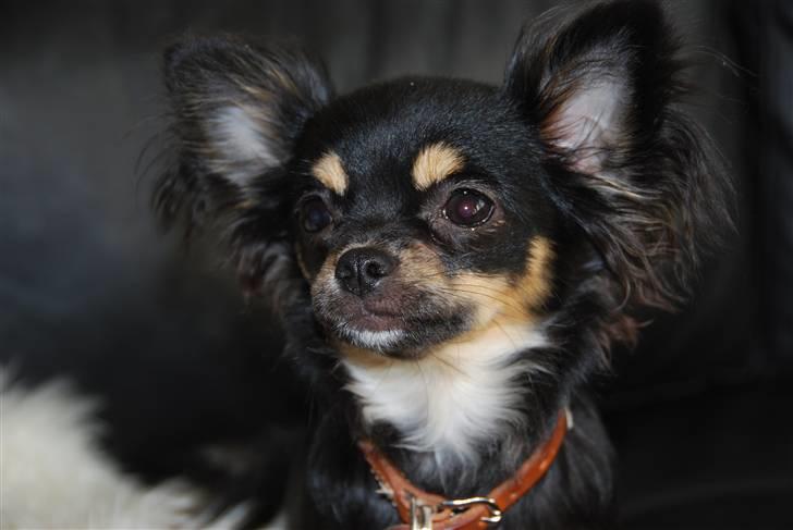 Chihuahua Bella - Hov, fik Ricko guf? billede 2