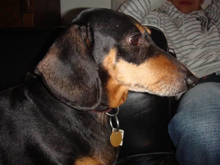 Gravhund åmosen claudia aka Emma billede 7