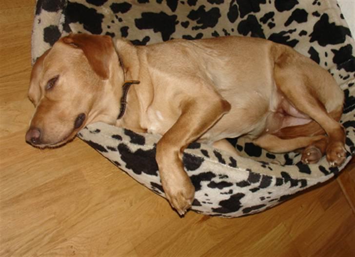 Labrador retriever Tyra - godt nok træt efter løbeturen. billede 19