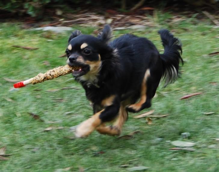 Chihuahua Bella - Jeg tror ikke fuglene opdagede at jeg stjal deres fuglefrø. he he billede 4