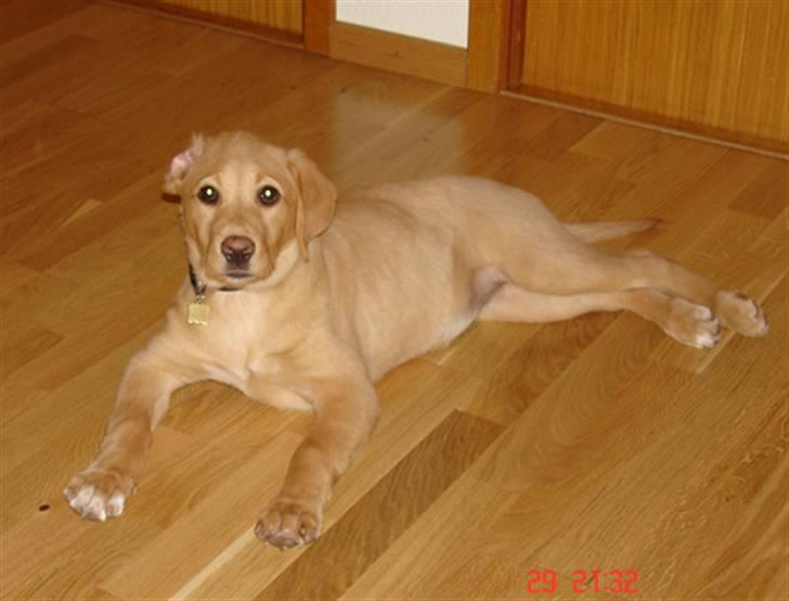 Labrador retriever Tyra - kamufleret til gulvet. billede 20