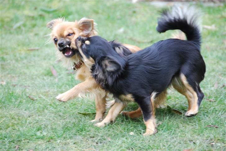 Chihuahua Bella - Det er mig der skal fotograferes, gå væk med dig. billede 5