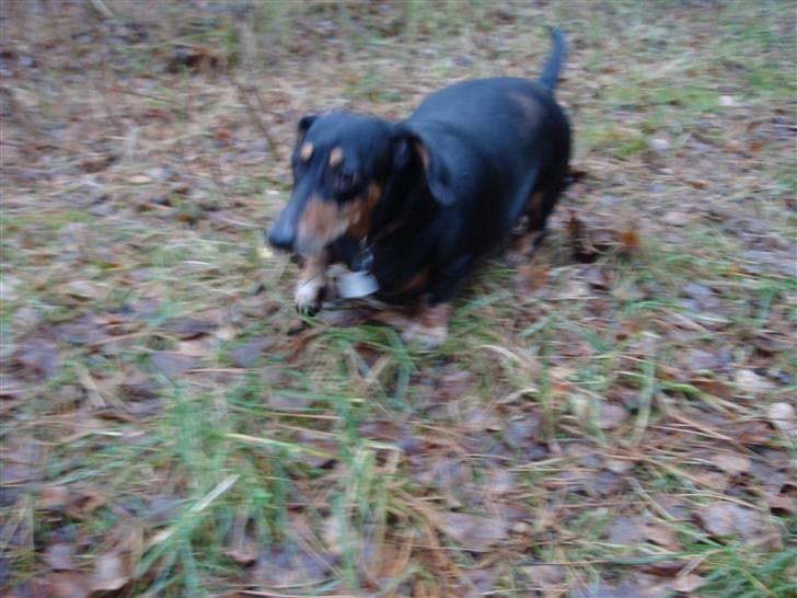 Gravhund åmosen claudia aka Emma billede 8