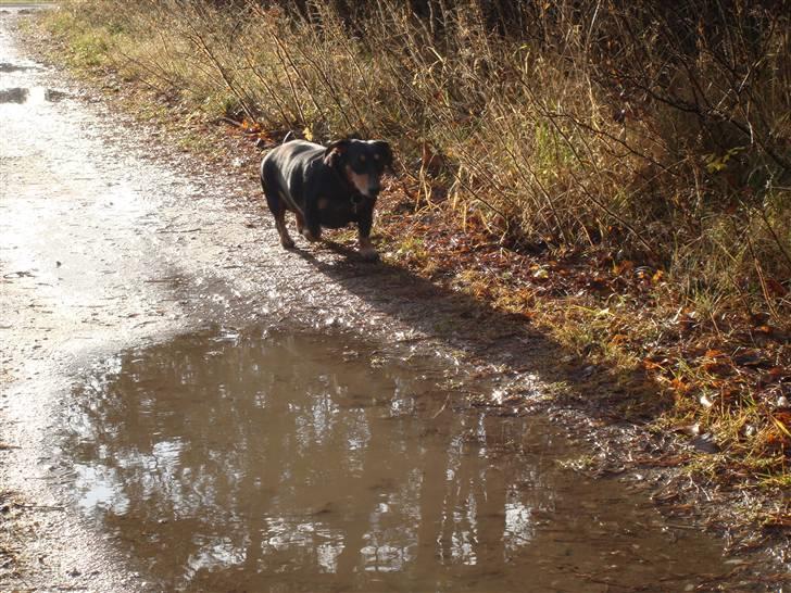 Gravhund åmosen claudia aka Emma billede 9