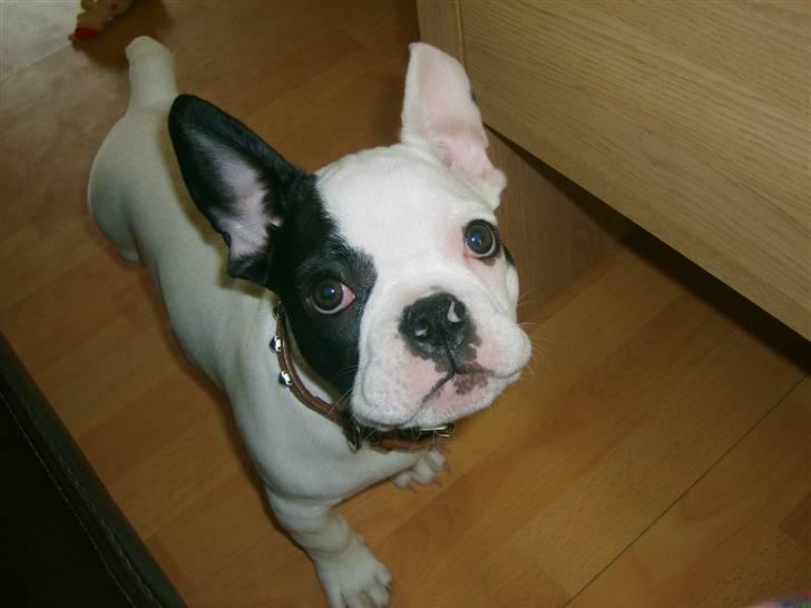 Fransk bulldog Cousteau billede 12