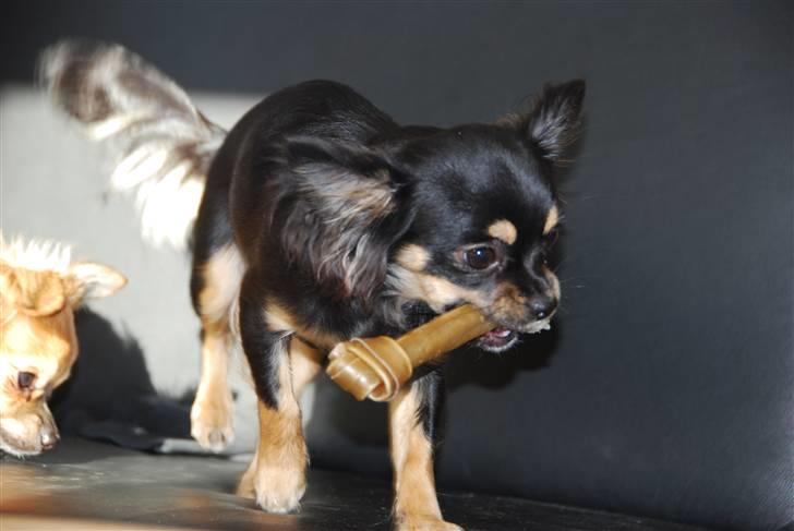 Chihuahua Bella - Uhm, ben billede 6