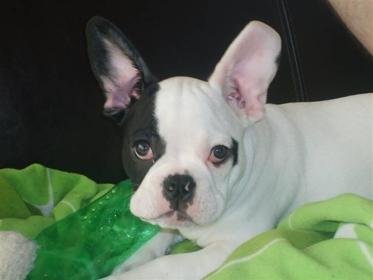 Fransk bulldog Cousteau - trætte cousteau ..  billede 13