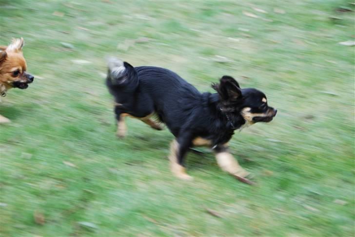 Chihuahua Bella - Så lad mig dog være i fred :-) billede 7