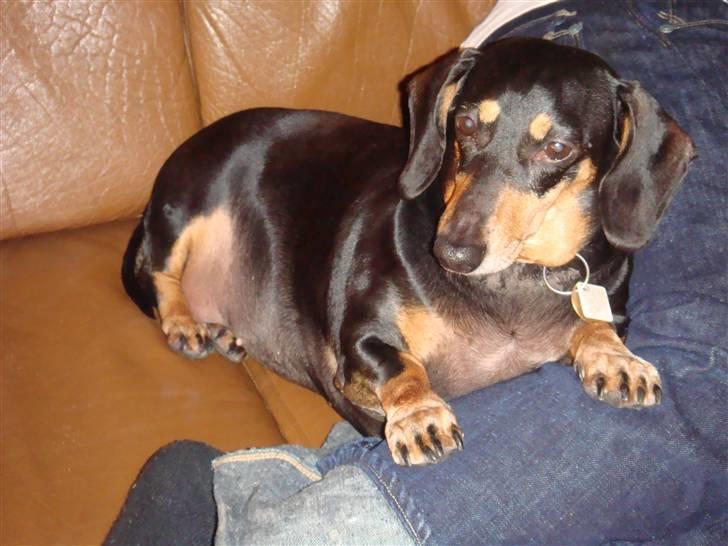 Gravhund åmosen claudia aka Emma billede 10