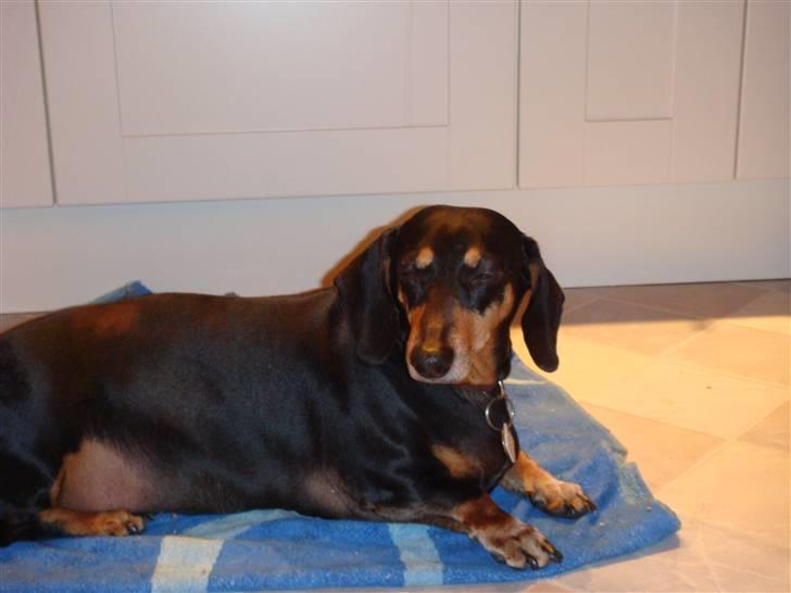 Gravhund åmosen claudia aka Emma billede 11