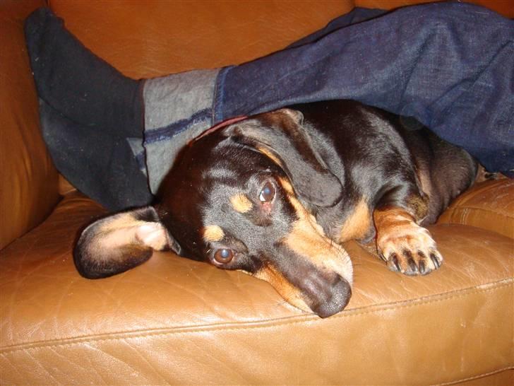 Gravhund åmosen claudia aka Emma billede 12