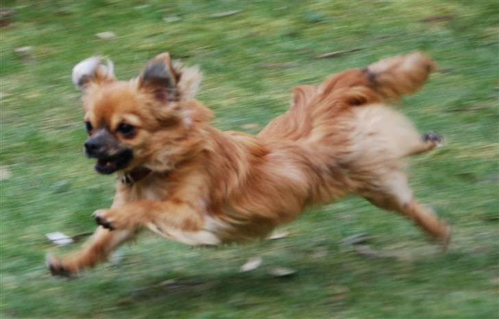 Chihuahua Ricko aka kongemand - Jeg kan også flyve, bare ikke så langt, endnu. billede 1