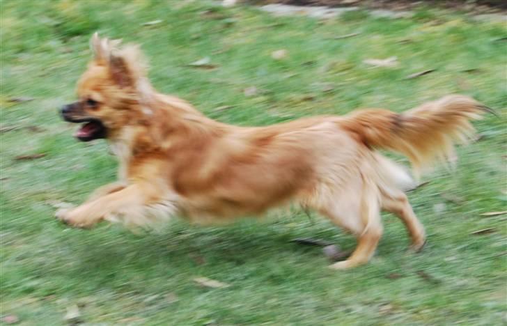 Chihuahua Ricko aka kongemand - Det er lige før jeg letter :-) billede 2