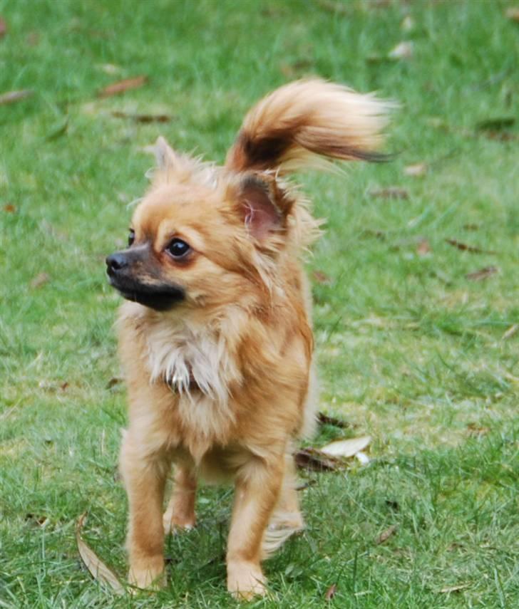 Chihuahua Ricko aka kongemand - Jeg er jo lige her, giv mig guf billede 3