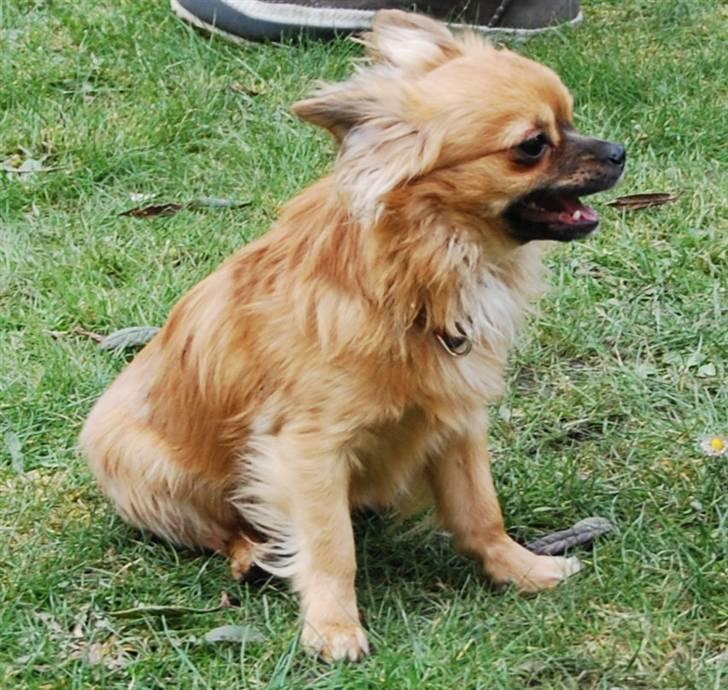 Chihuahua Ricko aka kongemand - Vand billede 4