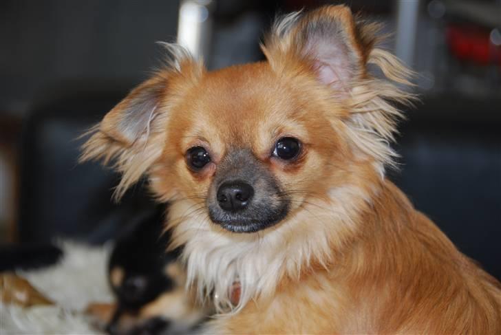 Chihuahua Ricko aka kongemand - Hvis nu Bella ikke bider mig i øret hele tiden, mon så det rejser sig? billede 5