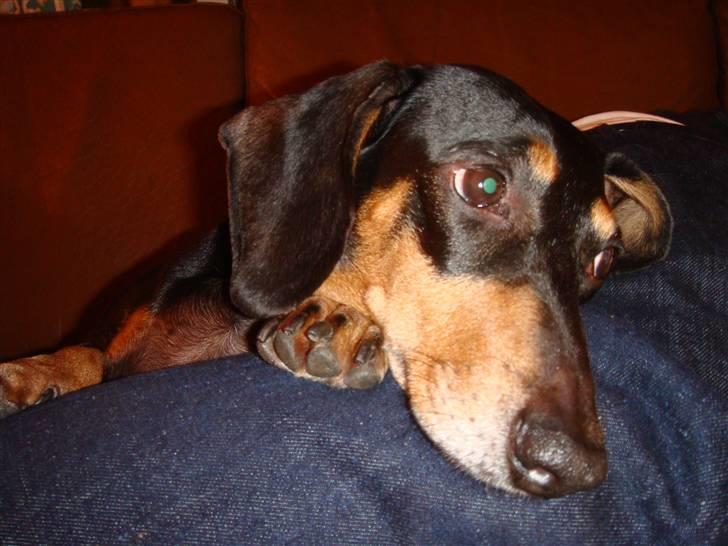 Gravhund åmosen claudia aka Emma billede 13