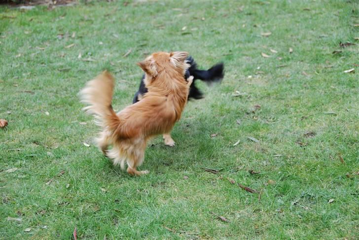Chihuahua Ricko aka kongemand - Her sidder jeg og skal fotograferes, så kommer Bella og forstyrer, BITCH :-) billede 6