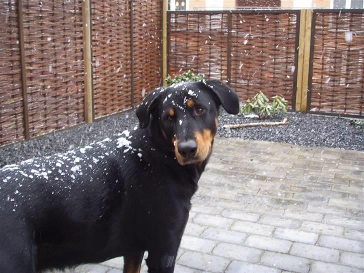 Blanding af racer Dobermann / Rotweiler  billede 13