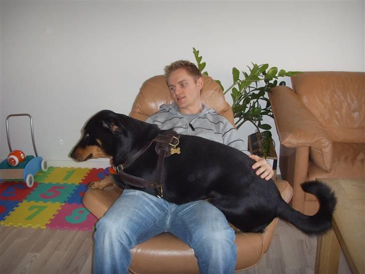 Blanding af racer Dobermann / Rotweiler  billede 14