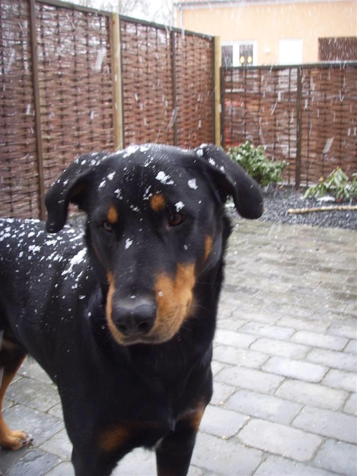 Blanding af racer Dobermann / Rotweiler  billede 15