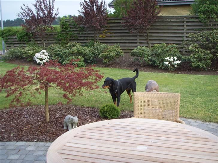 Blanding af racer Dobermann / Rotweiler  billede 16