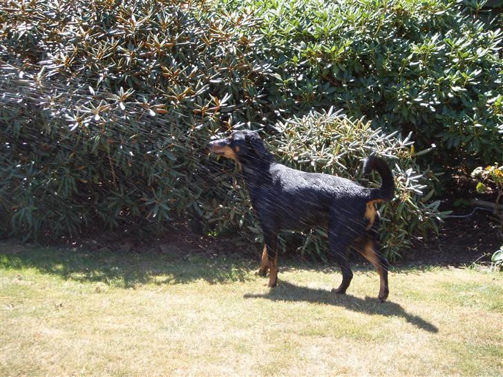 Blanding af racer Dobermann / Rotweiler  billede 17
