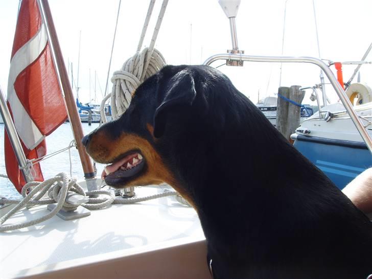 Blanding af racer Dobermann / Rotweiler  billede 18