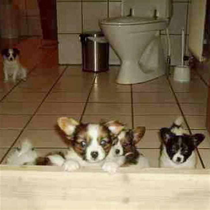 Papillon Heikra´s Frederikke - Alle babyerne. Det er mig til højre billede 2