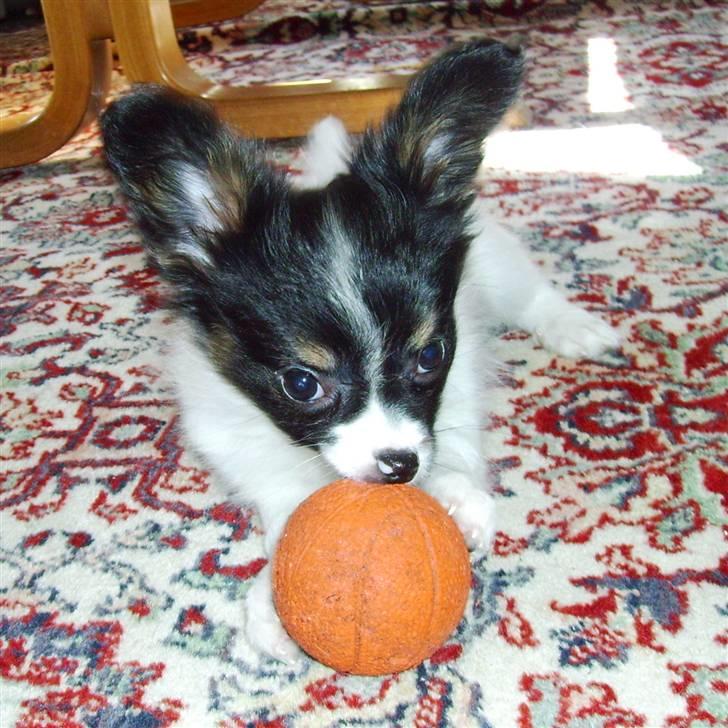 Papillon Heikra´s Frederikke billede 4