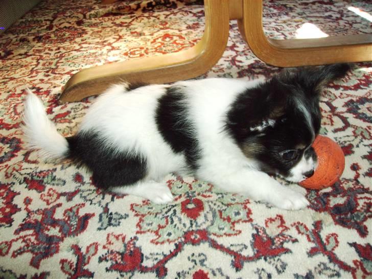 Papillon Heikra´s Frederikke billede 5