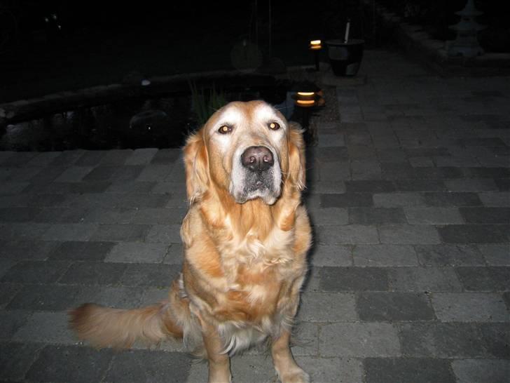 Golden retriever Daisy 12-06-2011 R.I.P. - Elsker at være ude i haven billede 1