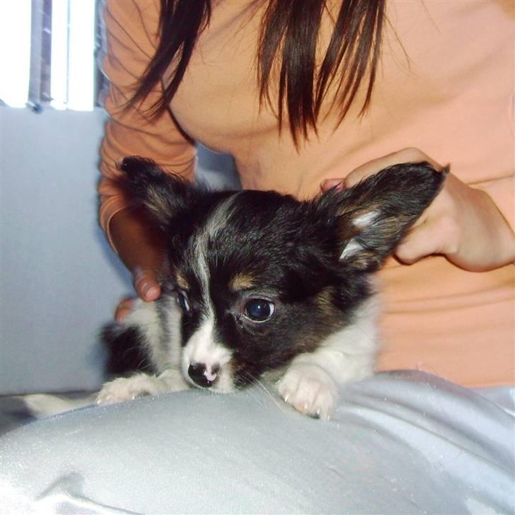 Papillon Heikra´s Frederikke billede 6