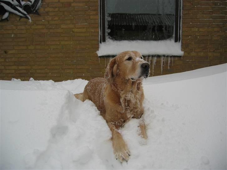 Golden retriever Daisy 12-06-2011 R.I.P. - sne sne kom nu med ;) billede 2