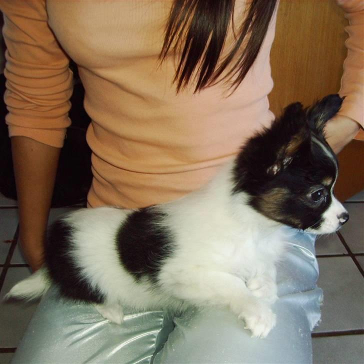 Papillon Heikra´s Frederikke billede 7