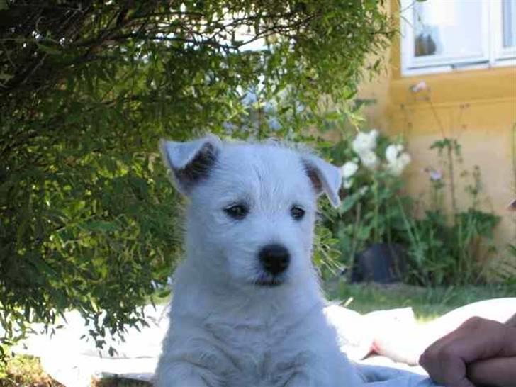 West highland white terrier Laks SOLGT - Første dag hjemme i haven- og 8 uger gammel, er han ikke kær? billede 8