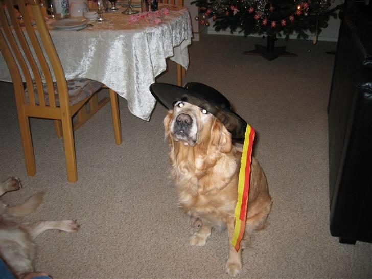 Golden retriever Daisy 12-06-2011 R.I.P. - ååå ikke igen billede 3